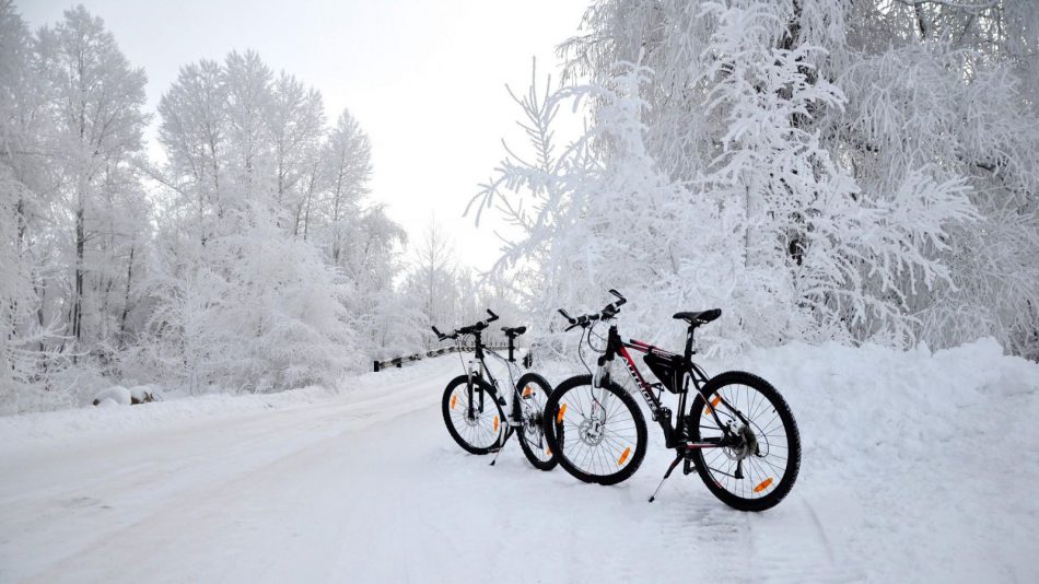 Велопрогулка «В зимний лес»