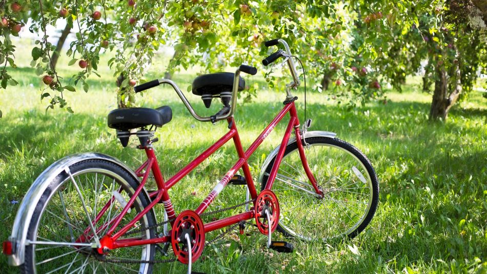 Велопрогулка «в поисках заброшенного яблочного сада»