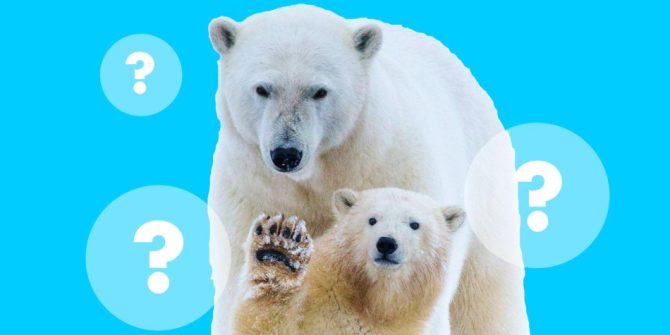 Интеллектуальная игра "Адреналин" про Арктику и полярных медведей