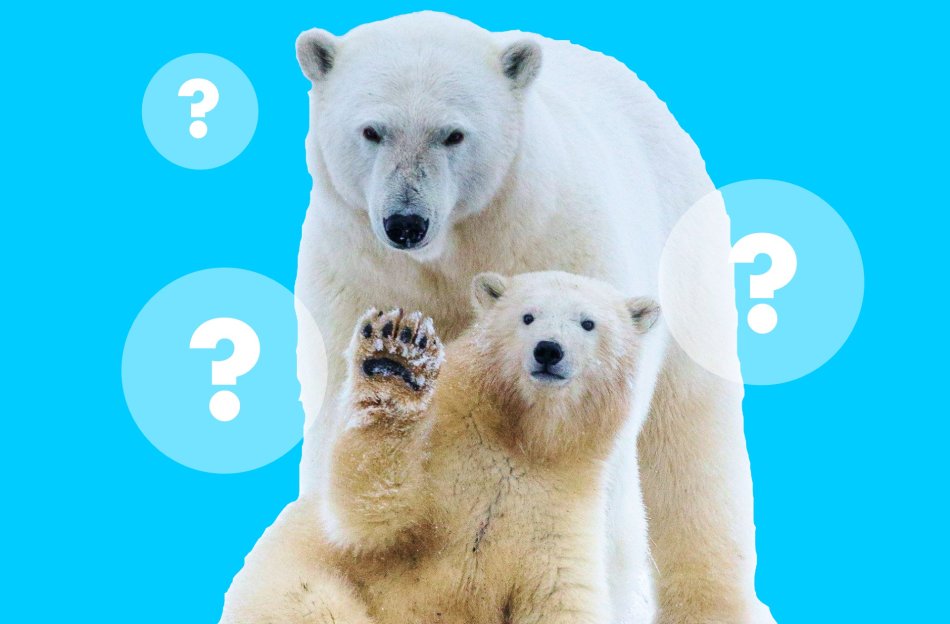 Интеллектуальная игра «Адреналин» про Арктику и полярных медведей